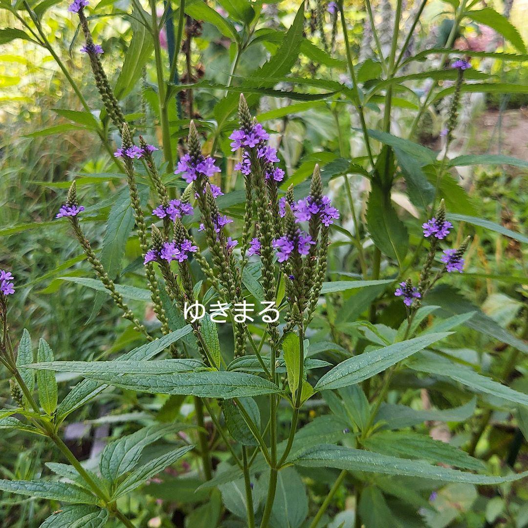 Amazonバーベナ ハスタータ 白 種子 ３０粒花