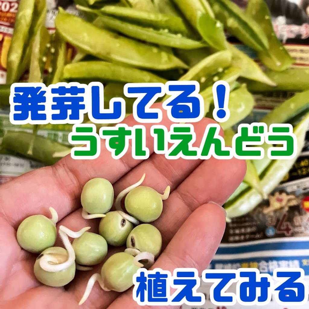 実エンドウ グリーンピース みなとの野菜大辞典