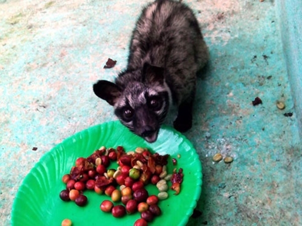 ジャコウネココーヒー公式通販