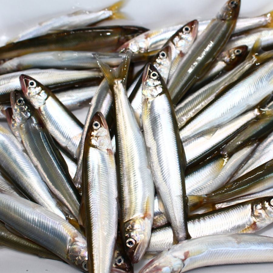 鮎の冷凍 インパルスシーラー購入 - 急がば回れ