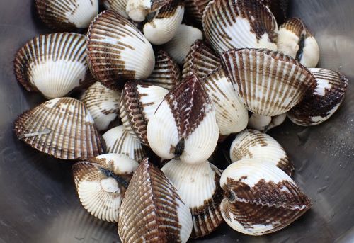 魚屋が教える！お刺身が美味しい貝の種類まとめ