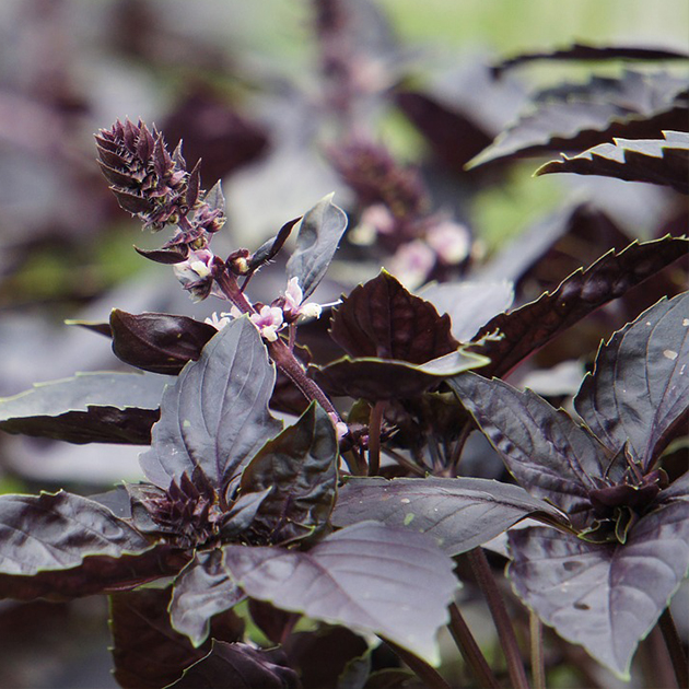 バジル：タイバジルの種 エスニック料理に 4～6月まき ハーブのタネの通販園芸ネット