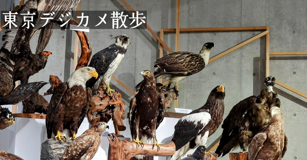 フィリピンワシ