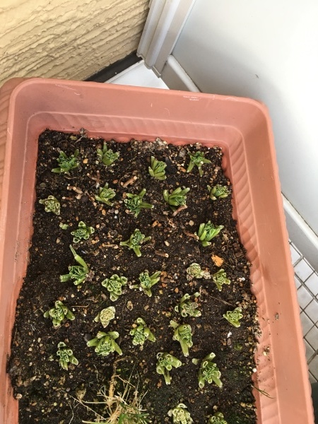 ちぢみほうれん草 寒じめほうれん草 の栽培方法に興味があります