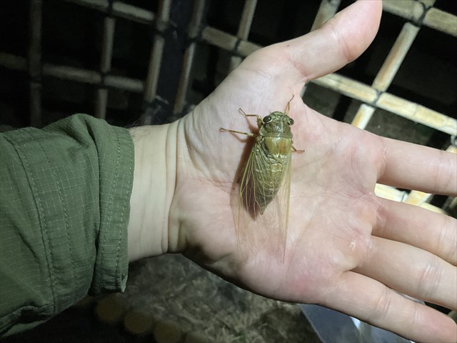 アブラゼミの羽化の過程 - 株式会社バイオーム