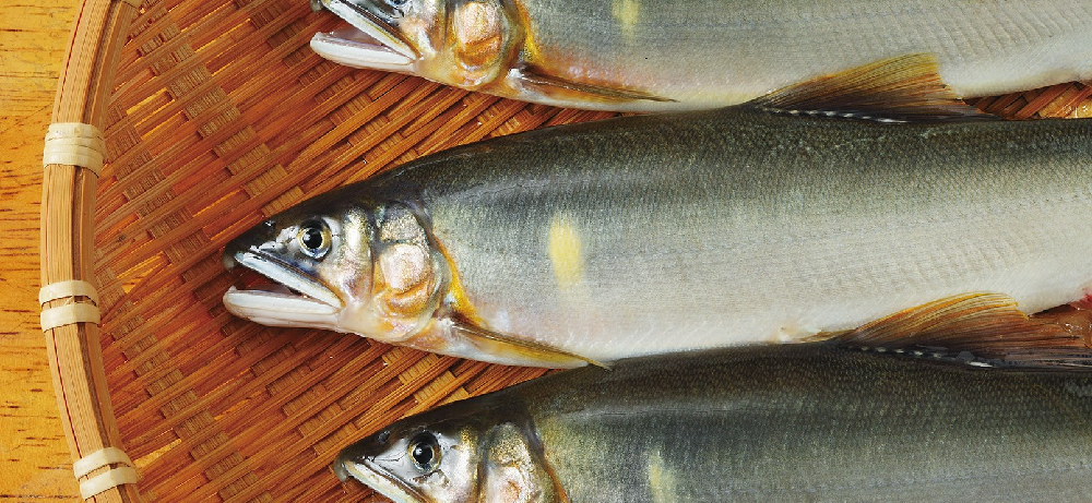 鮎は冷蔵庫で何日もつ？腐るとどうなる？冷凍保存した冷凍鮎の焼き方は？おしえてルーム