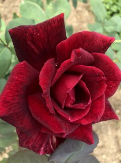 ローズヒップティーってどんなお茶？特徴や味、作り方について解説！クラシル