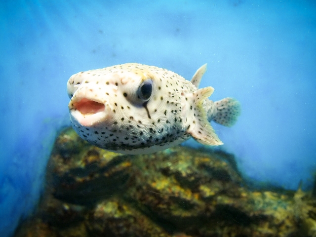 マグカル・ドット・ネット🌳 on X: 