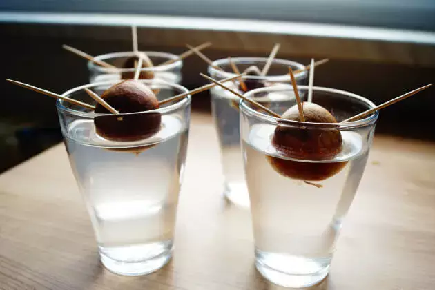 アボカドの苗木果樹の苗木 3.5号ポット苗 挿し木苗 1個売り植物のＩＴＡＮＳＥ 全品送料無料・即出荷