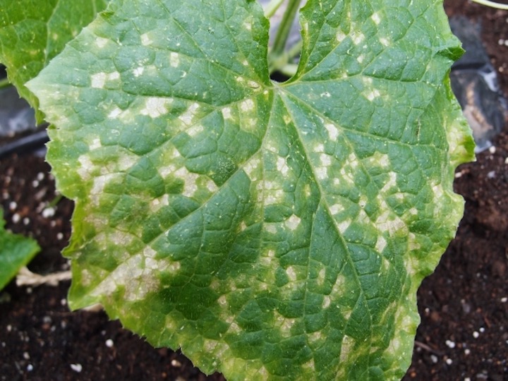 これなに？ はじめて見るものかもしれない農畜産物長野県のおいしい食べ方