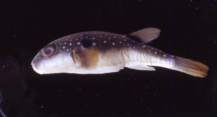 コモンフグ株式会社アクアガイド 環境調査や移動水族館を行っている会社です