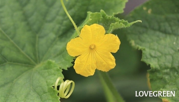 キュウリは受粉しなくても実ができる！実ができない原因は他にあります！2.5坪の庭blog