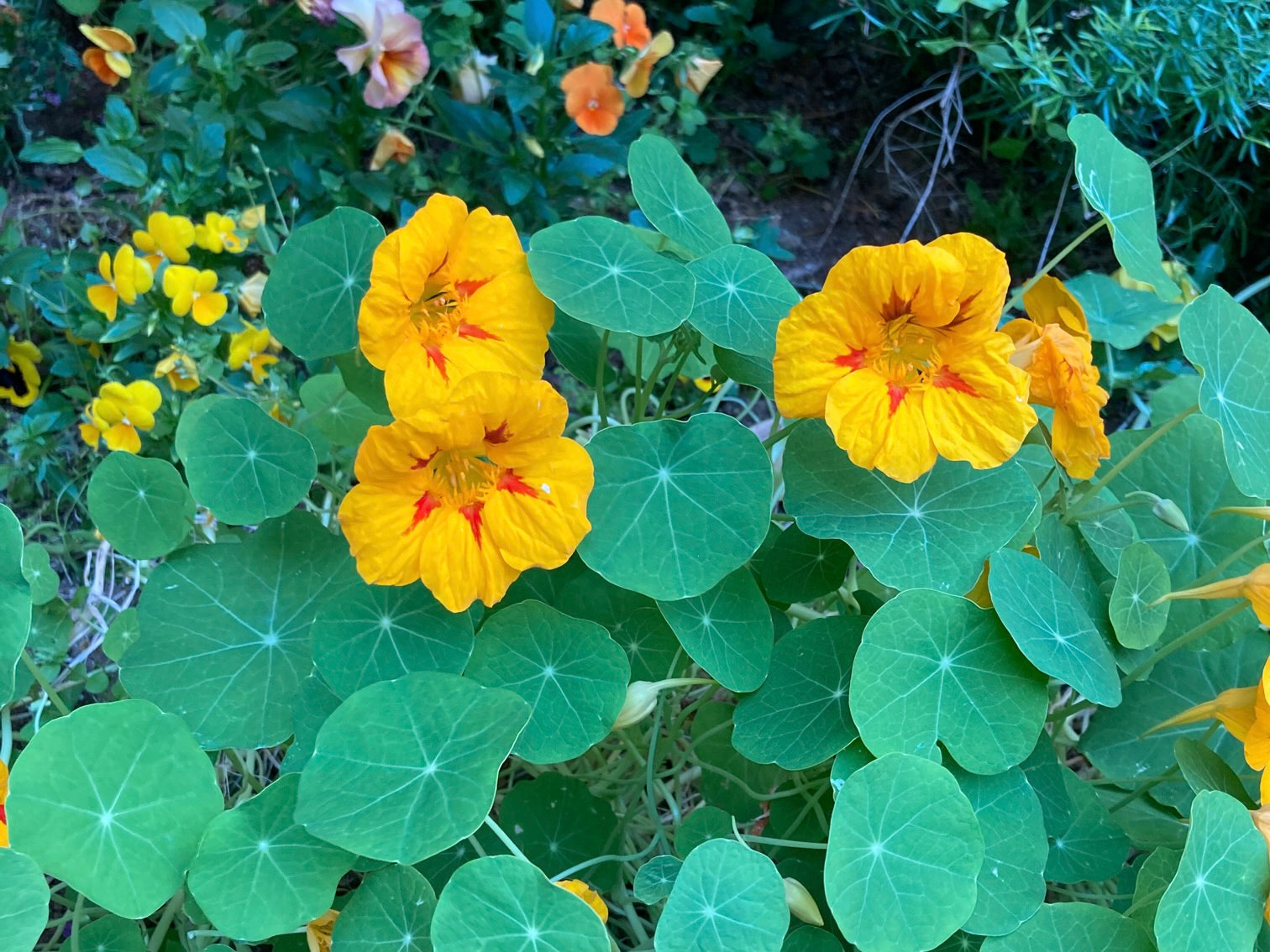 家庭菜園 SNSで映える！差がつく！食用花のナスタチウムを育てよう。 グロ子- エキスパート - Yahoo!ニュース