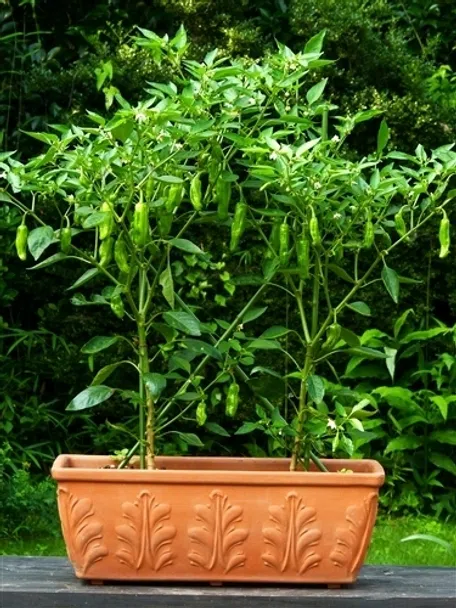 楽天市場 サントリー シシトウ苗 サクサクししとう 実生苗 3号ポット苗 シシトウ トウガラシ 本気野菜 家庭菜園 鉢植え プランター 庭 畑 夏野菜野菜 やさい 苗 初心者 : グリーンプラザ山長 楽天市場店