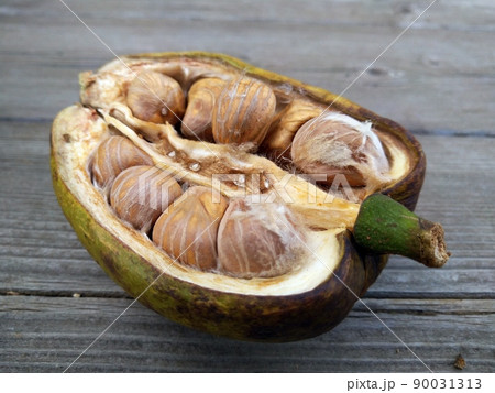 パキラの詳しい育て方と年間の管理方法 - 日々の営み hibino itonami