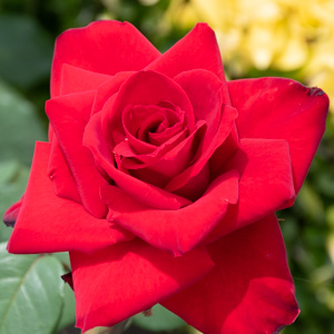 ティー・ローズ園芸日記by有島 薫みんなの趣味の園芸9106