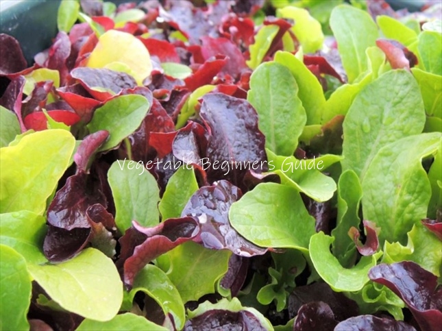 ベランダ菜園のベビーリーフの育て方のコツLOVEGREEN ラブグリーン