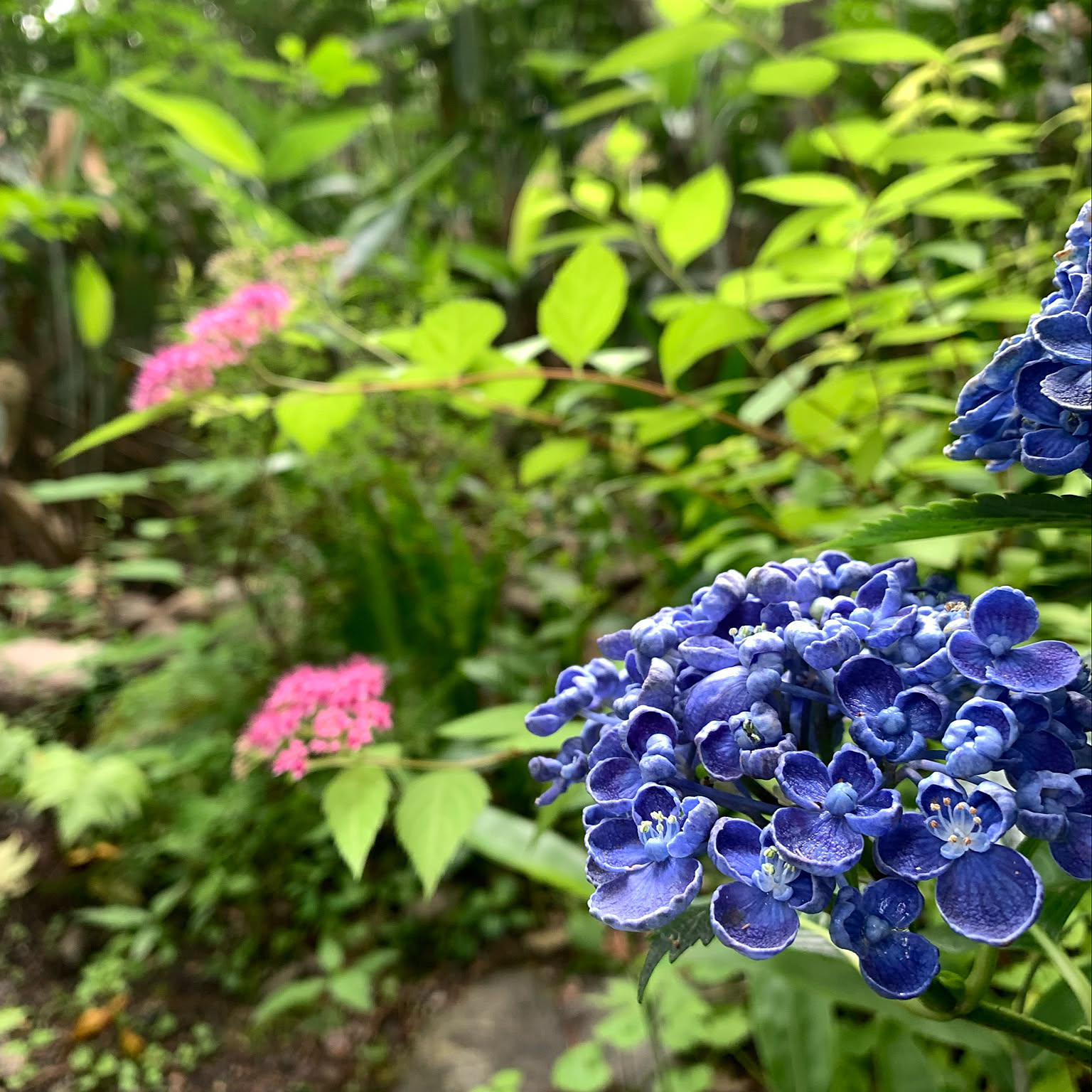 送料無料 アジサイ ポップコーンブルー 貝殻咲き。5寸 ※北海道・九州・沖縄は別途送料加算あります - 花材通販はなどんやアソシエ