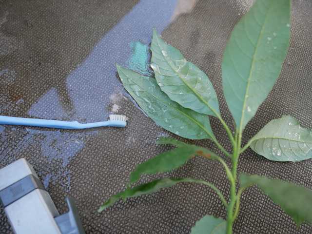 アボカドのアルビノ？みんなのひろば日本植物生理学会