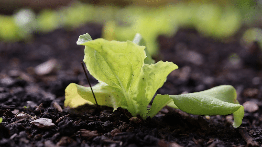 最近、レタスの切り口が茶色く変色していますが？株式会社ヨシケイ富山・石川・岐阜