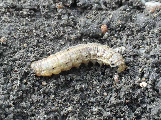 ジャガイモ栽培におすすめ農薬