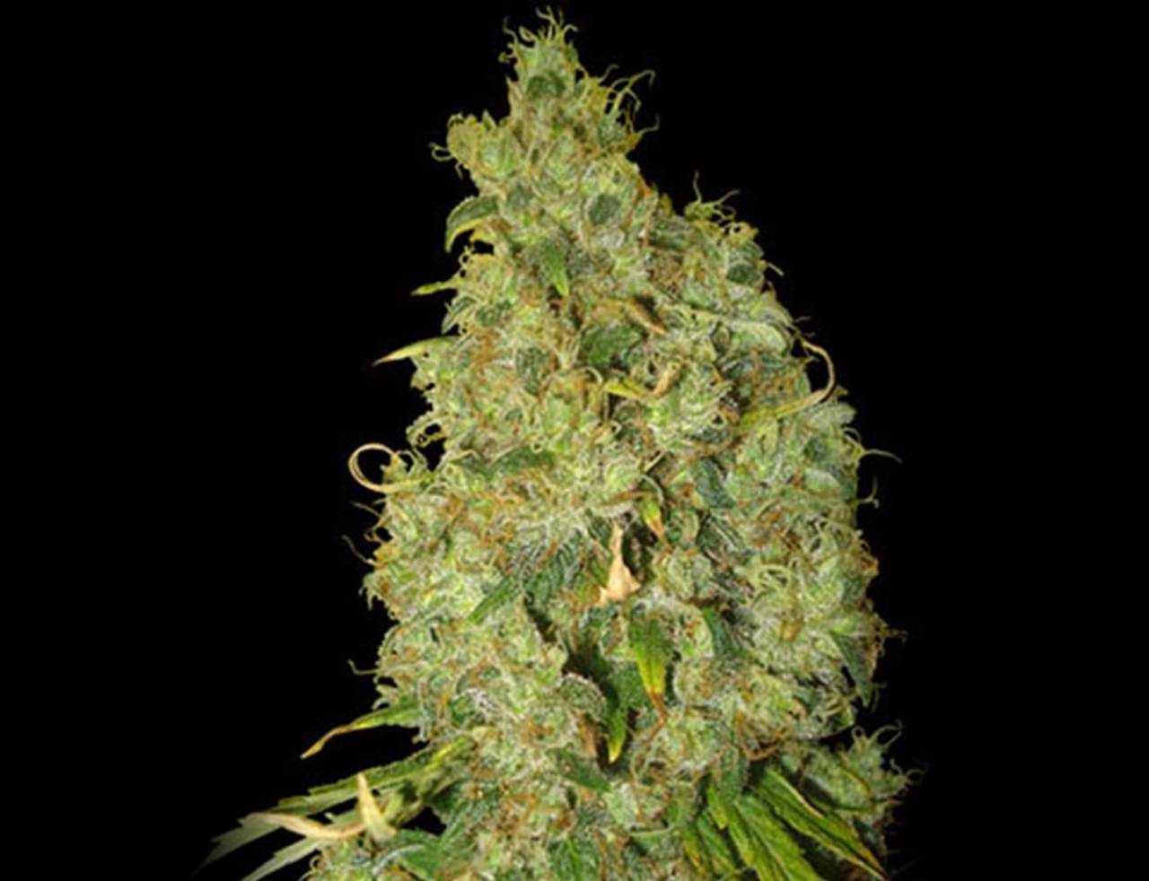 HIGH MOOSHI「Lemon Skunk」マメスナ N8 777円スタート