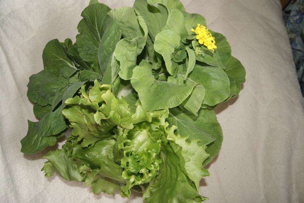 昨年秋蒔きのサニーレタス収穫中とう立ち開花自由人の旅