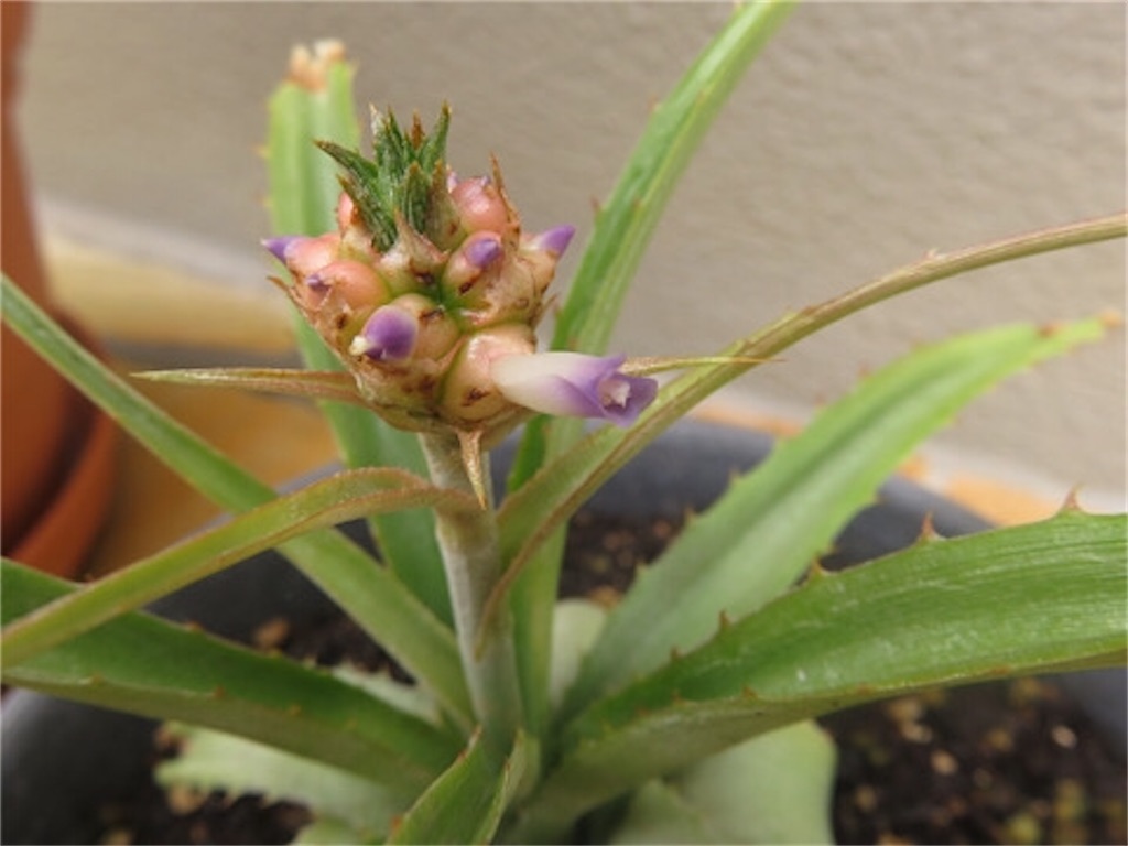 パイナップル 苗 10本