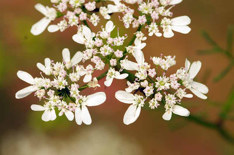 魔法のパクチーダレのレシピ。パクチー好き必見！ 何にでも合う！三越伊勢丹の食メディアFOODIE フーディー