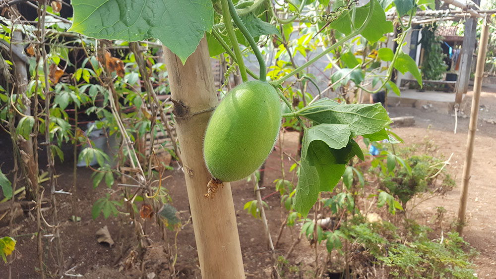 姫とうがんを初収穫しました～！どんべいの週末菜園日記