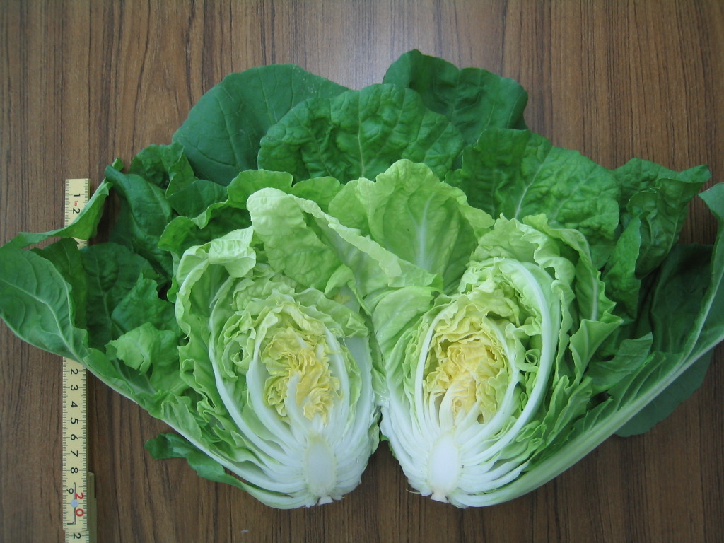 ミニ白菜の追肥 - 大好き！野菜の時間