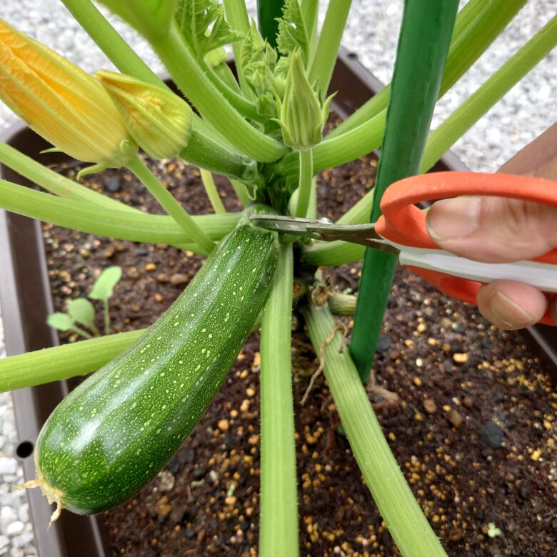ズッキーニ栽培 植え付け時の元肥や追肥の与え方農家web