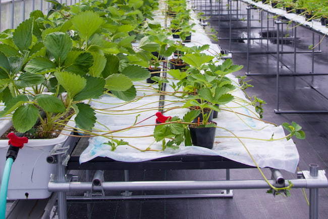 栃木県 いちご栽培の1年