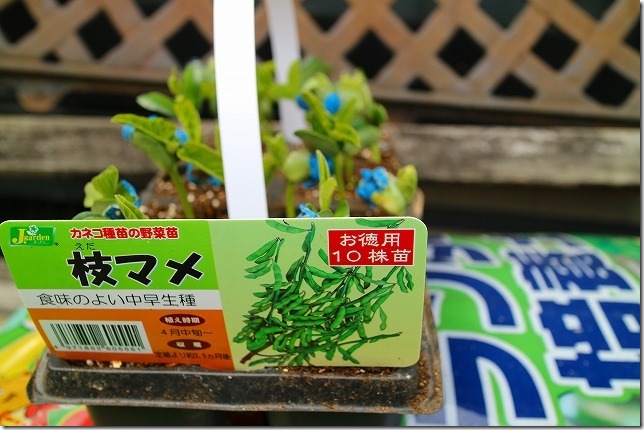 枝豆をプランターで栽培 ４月に植えて６月収穫