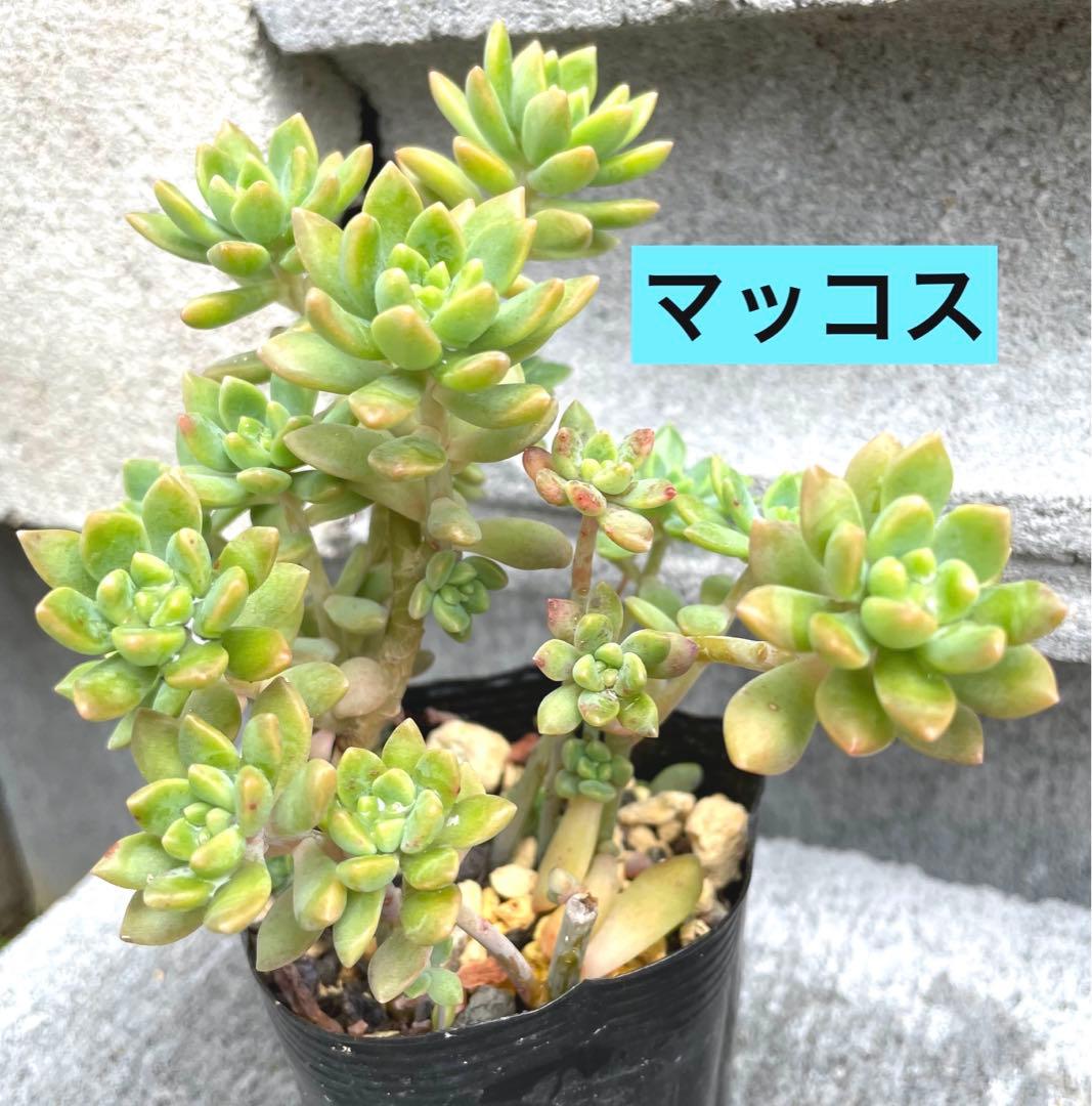 マッコス2苗＆秀麗＆セダム 初心者様オススメ♡ その他多肉植物