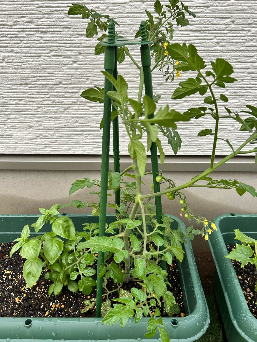 リング式トマト支柱の写真ダウンロード│ 株 ニチカン