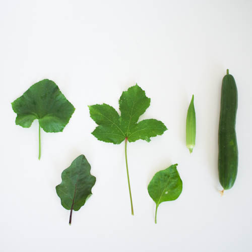 夏野菜の葉っぱ – ENTOTU
