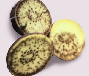 サツマイモの黒斑病 こくはんびょう の症状と防除方法を知りたい