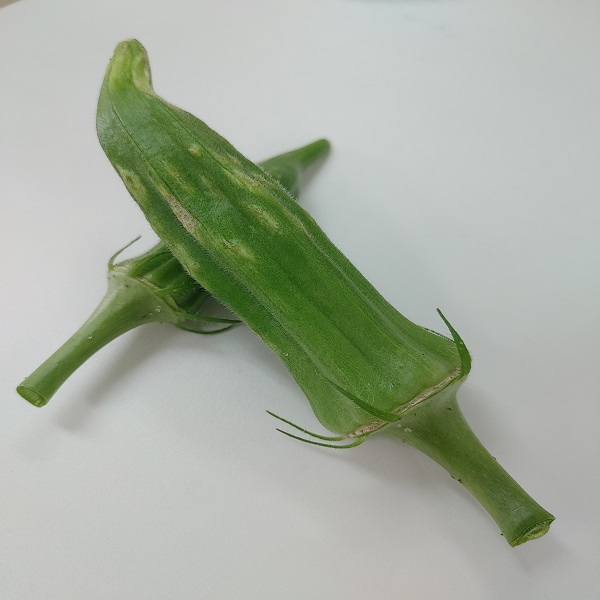 オクラ 葉枯細菌病 : こうち農業ネット