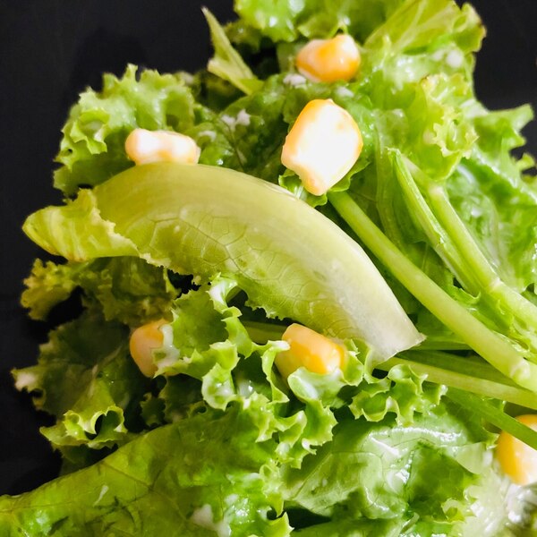 グリーンサラダのレシピ おすすめの10選を紹介クラシル