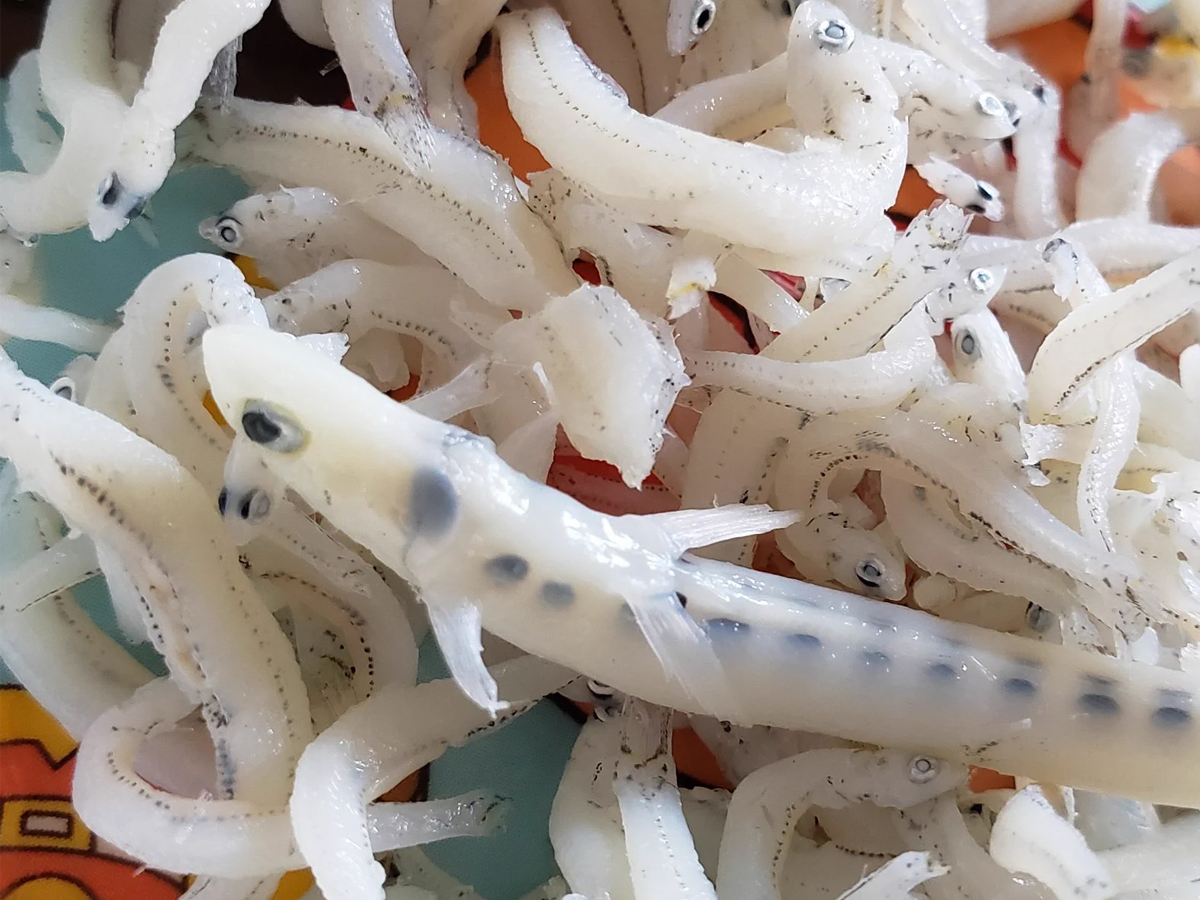 しらす干し 海産物 シラス干し いわしの稚魚 イメージ素材 の写真素材115032754- PIXTA