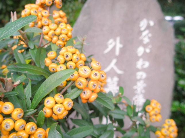 ピラカンサスの実を食べるヒヨドリとツグミ 桐生南公園: 渓流釣りと食べ歩き桐生岩魚のブログ
