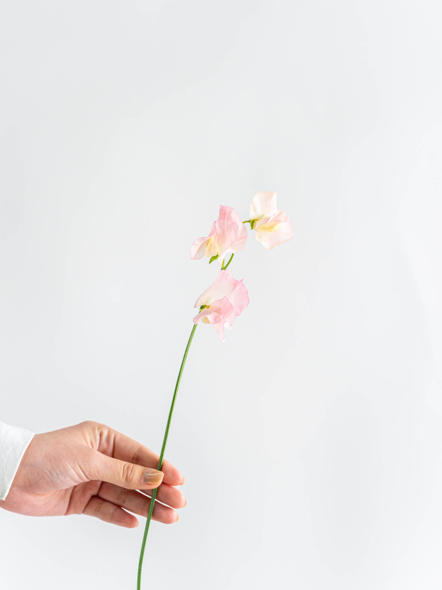 恋桃ハナスタが提供する切花の画像検索サイト