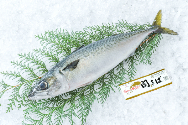 大分市 関あじ・関さば