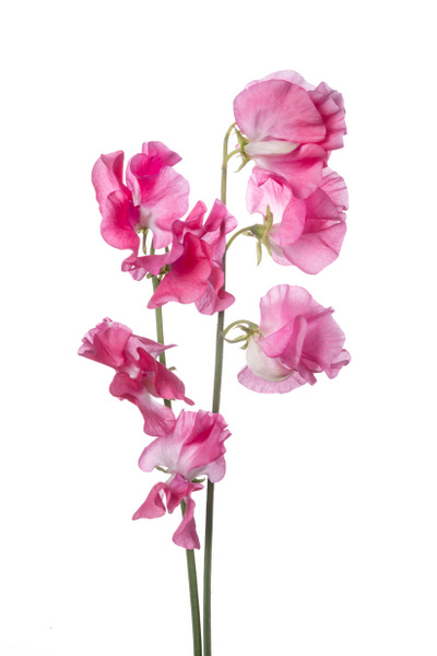 スイートピーの出荷最盛期 上三川 - YouTube