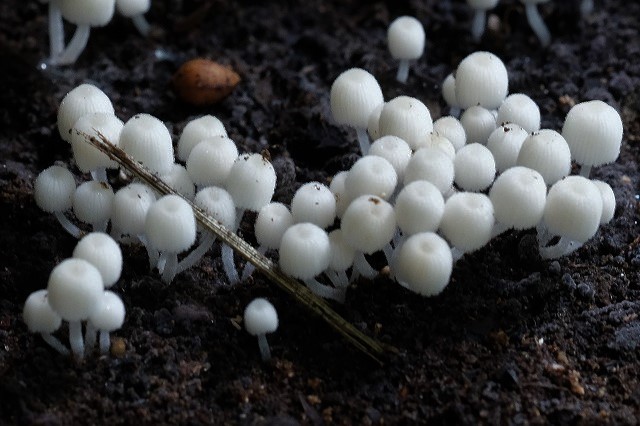 スーパー食材「きのこ」 定番からニューフェイスまで、いろんな「きのこ」を知ろう