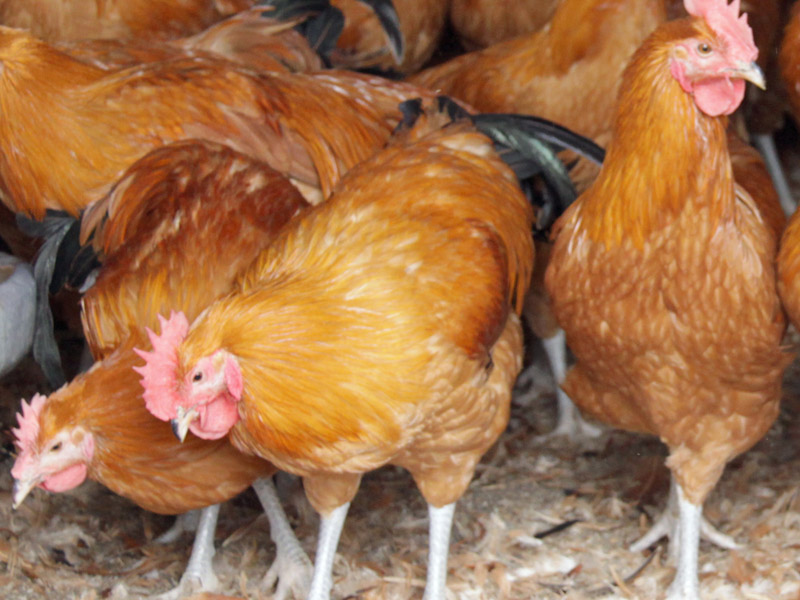 名古屋コーチン」の写真素材100件の無料イラスト画像Adobe Stock