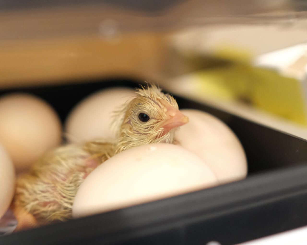 ストローを使って！ ひよこのデコゆで卵