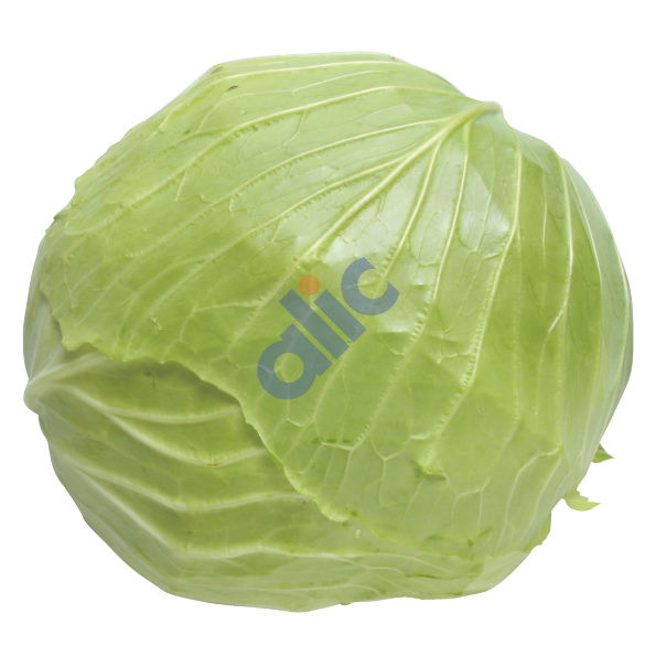 ごま油香るちぎりキャベツ