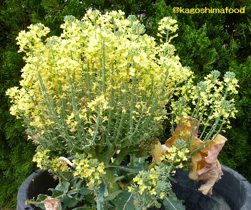 基本からアレンジまで！思わずつくりたくなる「花が咲いたブロッコリー」のレシピ集クックパッド